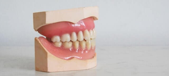 model of a mouth